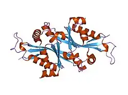 2f5i: X-ray structure of spermidine/spermine N1-acetyltransferase (SAT) from Homo sapiens