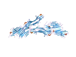 2f8v: Structure of full length telethonin in complex with the N-terminus of titin