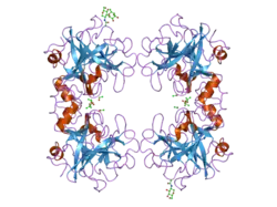 2f9p: Crystal Structure of the Recombinant Human Alpha I Tryptase Mutant D216G in Complex with Leupeptin