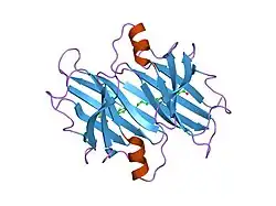 2fbr: Human transthyretin (TTR) complexed with bivalant amyloid inhibitor (4 carbon linker)