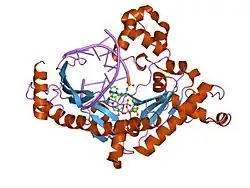 2fll: Ternary complex of human DNA polymerase iota with DNA and dTTP