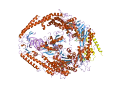 2o8f: human MutSalpha (MSH2/MSH6) bound to DNA with a single base T insert