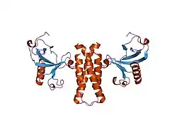 2otx: Crystal Structure of A N-terminal Fragment of SKAP-HOM Containing both the Helical Dimerization Domain and the PH Domain