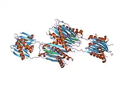 2pg1: Structural analysis of a cytoplasmic dynein Light Chain-Intermediate Chain complex