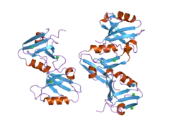 2uzc: STRUCTURE OF HUMAN PDLIM5 IN COMPLEX WITH THE C-TERMINAL PEPTIDE OF HUMAN ALPHA-ACTININ-1