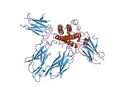 3hhr: HUMAN GROWTH HORMONE AND EXTRACELLULAR DOMAIN OF ITS RECEPTOR: CRYSTAL STRUCTURE OF THE COMPLEX