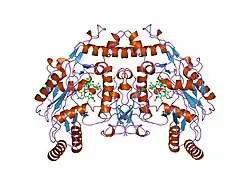3nos: HUMAN ENDOTHELIAL NITRIC OXIDE SYNTHASE WITH ARGININE SUBSTRATE