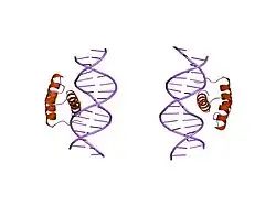 9ant: ANTENNAPEDIA HOMEODOMAIN-DNA COMPLEX