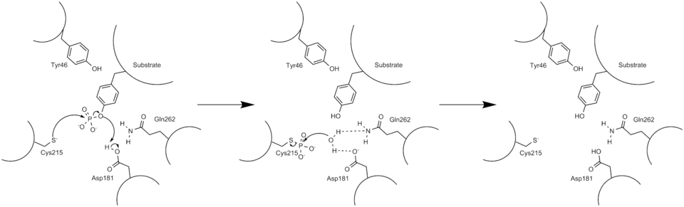 Arrow pushing mechanism of PTP1B phosphatase activity.
