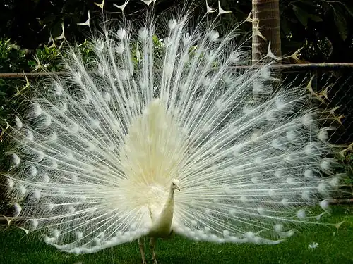 Leucistic Indian peacock(Pavo cristatus)