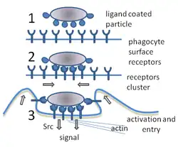 A cartoon: 1. The particle is depicted by an oval and the surface of the phagocyte by a straight line. Different smaller shapes are on the line and the oval. 2. The smaller particles on each surface join. 3. The line is now concave and partially wraps around the oval.Ernst & Stendahl 2006, p.&nbsp;6