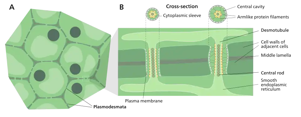 Structure of a plasmodesmata and their location within plant cells
