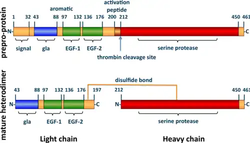 A tube diagram representing the linear amino acid sequence of the preproprotein C (461 amino acids long) and mature heterodimer (light + heavy chains) highlighting the locations of the signal (1-32), gla (43-88), EGF-1 (97-132), EGF-2 (136–176), activation peptide (200–211), and serine protease (212–450) domains.  The light (43-197) and heavy (212–461) chains of the heterodimer are joined by a line representing a disulfide bond between cysteine residues 183 and 319.