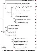 A phylogenetic tree based on PtaRNA1 seed alignment. Class of the “host” species is shown by the symbols on the right hand side. Numbers indicate bootstrap values of the inner nodes.