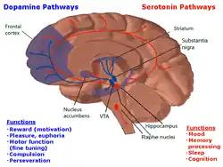 In this drawing of the brain, the serotonergic system is red and the mesolimbic dopamine pathway is blue. There is one collection of serotonergic neurons in the upper brainstem that sends axons upwards to the whole cerebrum, and one collection next to the cerebellum that sends axons downward to the spinal cord. Slightly forward the upper serotonergic neurons is the ventral tegmental area (VTA), which contains dopaminergic neurons. These neurons' axons then connect to the nucleus accumbens, hippocampus, and the frontal cortex. Over the VTA is another collection of dopaminergic cells, the substansia nigra, which send axons to the striatum.