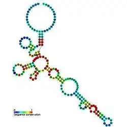 Cobalamin riboswitch: Secondary structure for the riboswitch marked up by sequence conservation. Family RF00174.