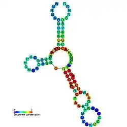 Glycine riboswitch: Secondary structure for the riboswitch marked up by sequence conservation. Family RF00504.
