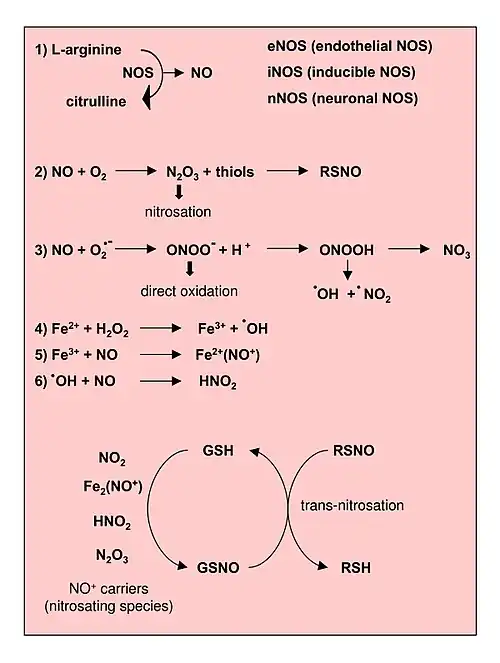 Reactions leading to generation of Nitric Oxide and Reactive Nitrogen Species. From Novo and Parola, 2008.