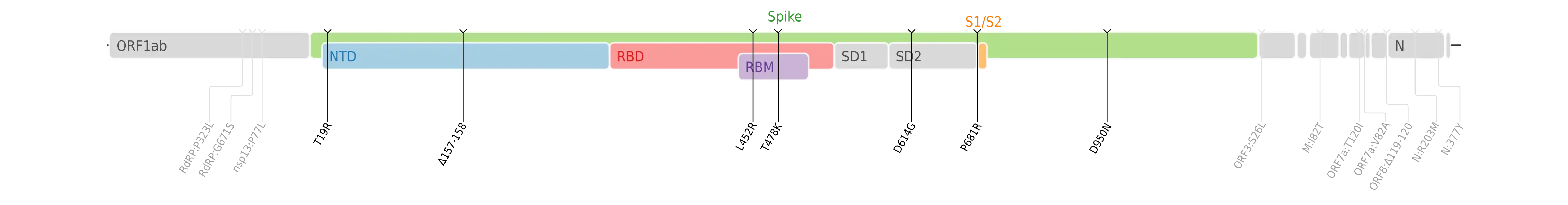 Amino acid mutations of SARS-CoV-2 Delta variant plotted on a genome map of SARS-CoV-2 with a focus on Spike