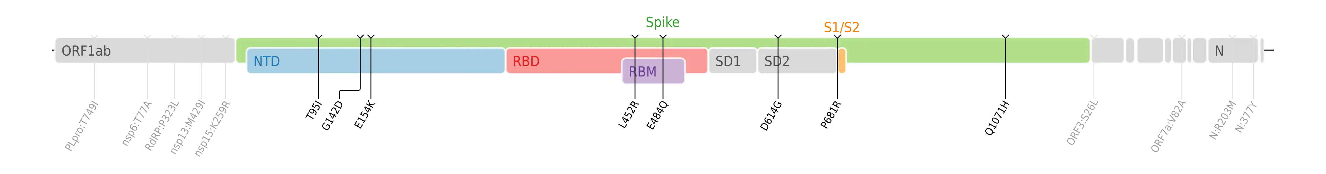 Amino acid mutations of SARS-CoV-2 Kappa variant plotted on a genome map of SARS-CoV-2 with a focus on the spike.