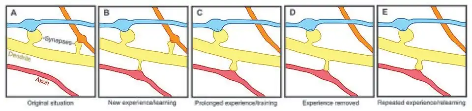 A depiction of spine formation and elimination.