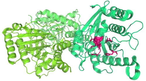 Toc34 from a pea plant. Toc34 has three almost identical molecules (shown in slightly different shades of green), each of which forms a dimer with one of its adjacent molecules. Part of a GDP molecule binding site is highlighted in pink.