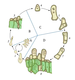 The life cycle of fungus Taphrina