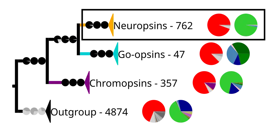 Phylogenetic reconstruction of the tetraopsins. The outgroup contains other G protein-coupled receptors including the other opsins. The frame highlights the neuropsins, which are expanded in the next image.