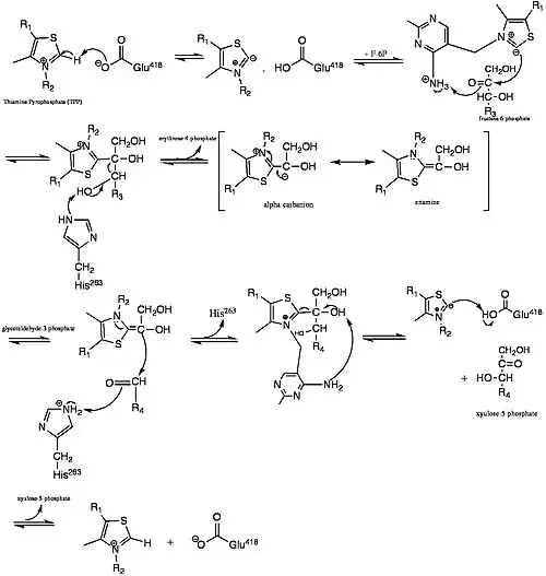 Mechanism of fructose-6-phosphate to xylulose-5-phosphate in transketolase active site
