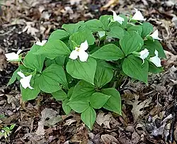 A sterile hybrid between Trillium cernuum and T.&nbsp;grandiflorum[citation needed]