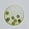 Volvox, a colonial chlorophyte