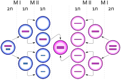 Sperm cells dividing, one ending up with an extra copy of the X chromosome, producing a zygote with an extra X