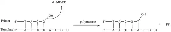 Nucleotidyl transfer by DNA polymerase.