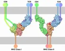 T Cell Receptor complexed with MHC I and II.