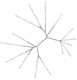 An evolutionary tree between various species that have homologs of Fam188a.