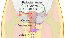 diagram of internal anatomy