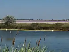 Étangs (limanuri) din Petite Camargue la Le Grau-du-Roi.