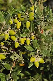 Stejar de stâncă (Quercus ilex)