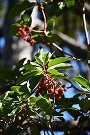 Arbore grecesc de căpșuni(Arbutus andrachne)