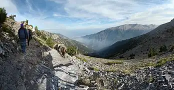 Transportul proviziilor cu catâri