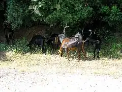 Capre negre(Rupicapra rupicapra),Oros Olympos