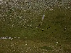 Capre sălbatice pe Platoul Muzelor