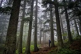 Pin macedonean(Pinus peuce)