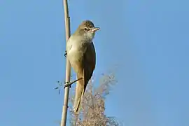 lacăr mare (Acrocephalus arundinaceus)