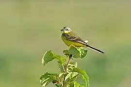codobatură galbenă (Motacilla flava)