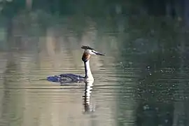 corcodel mare (Podiceps cristatus)