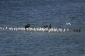 colonii de egretă mare (Egretta alba) și cormoran mare (Phalacrocorax carbo)