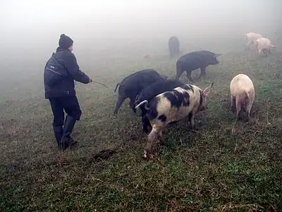 Porcii au rezultat în urma selecției mistreților primitivi domesticiti