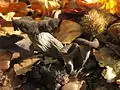 Craterellus cornucopioides