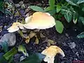 !!! Hypholoma fasciculare!!!